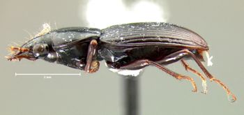 Media type: image;   Entomology 34426 Aspect: habitus lateral view